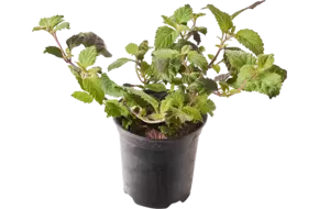 BIO Honing verbena in pot doos 2st